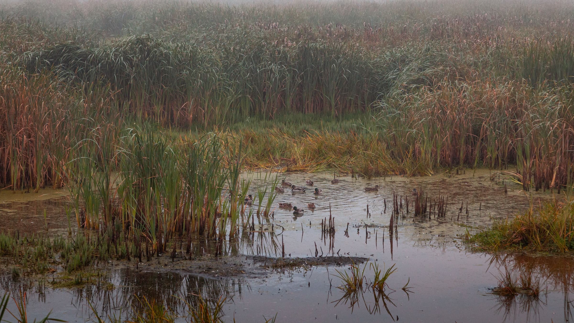 A foggy wetland at first light, reeds and open water under low mist.