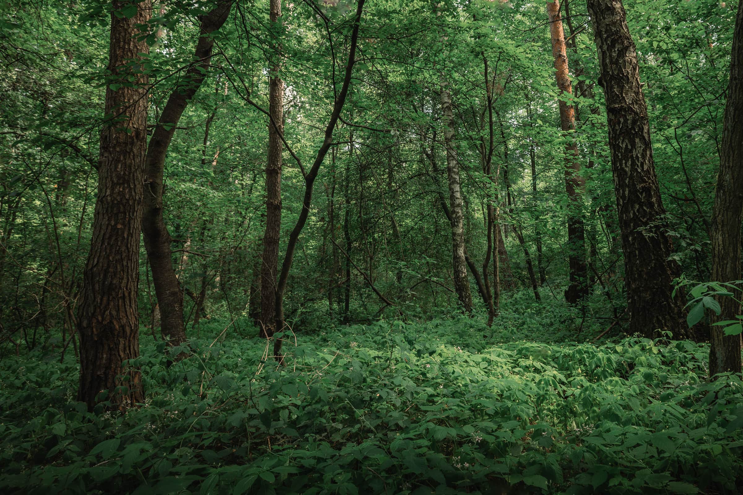 The interior of a mature woodland, ferns and understorey beneath tall trees.